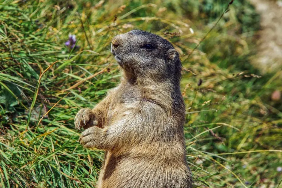 10. Their “Weather Prediction” Fame Is Mostly Myth, But Their Seasonal Sense Is Real (Image Credits: Pexels)