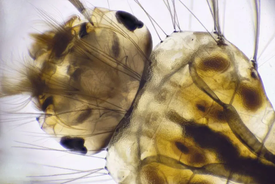 #11 - The “Ghost” Insect Species Known Only from Larvae (Image Credits: Pexels)