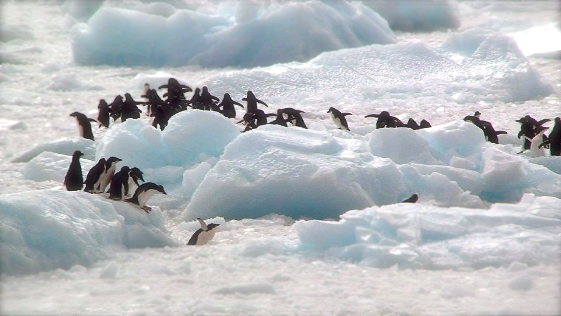 Ancient Penguins and Polar Preservation (Image Credits: Wikimedia)
