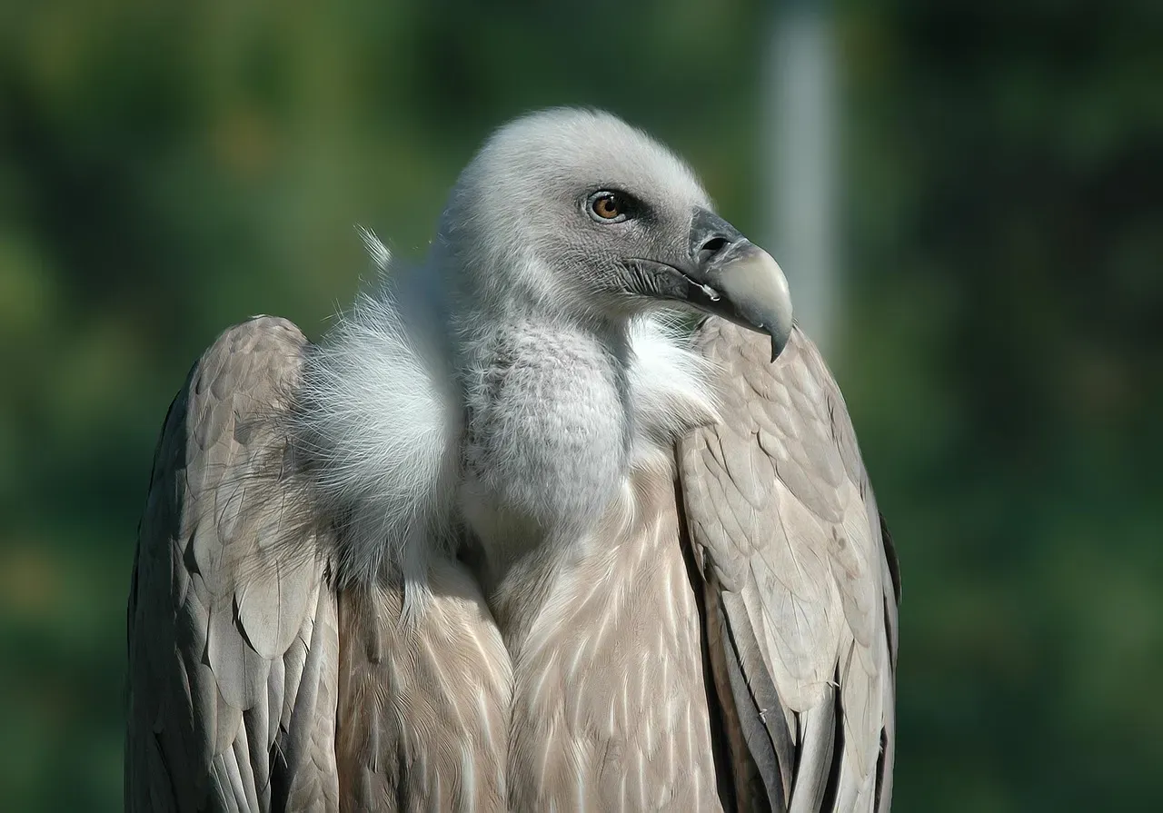 8. You’re Seeing A Species That’s Technically “Least Concern” But Locally Very Vulnerable (Image Credits: Pixabay)