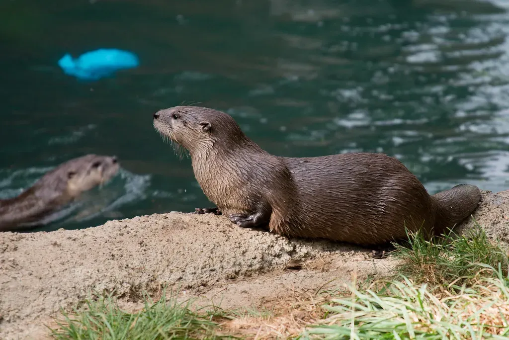 Cancer: The North American River Otter (Image Credits: Flickr)