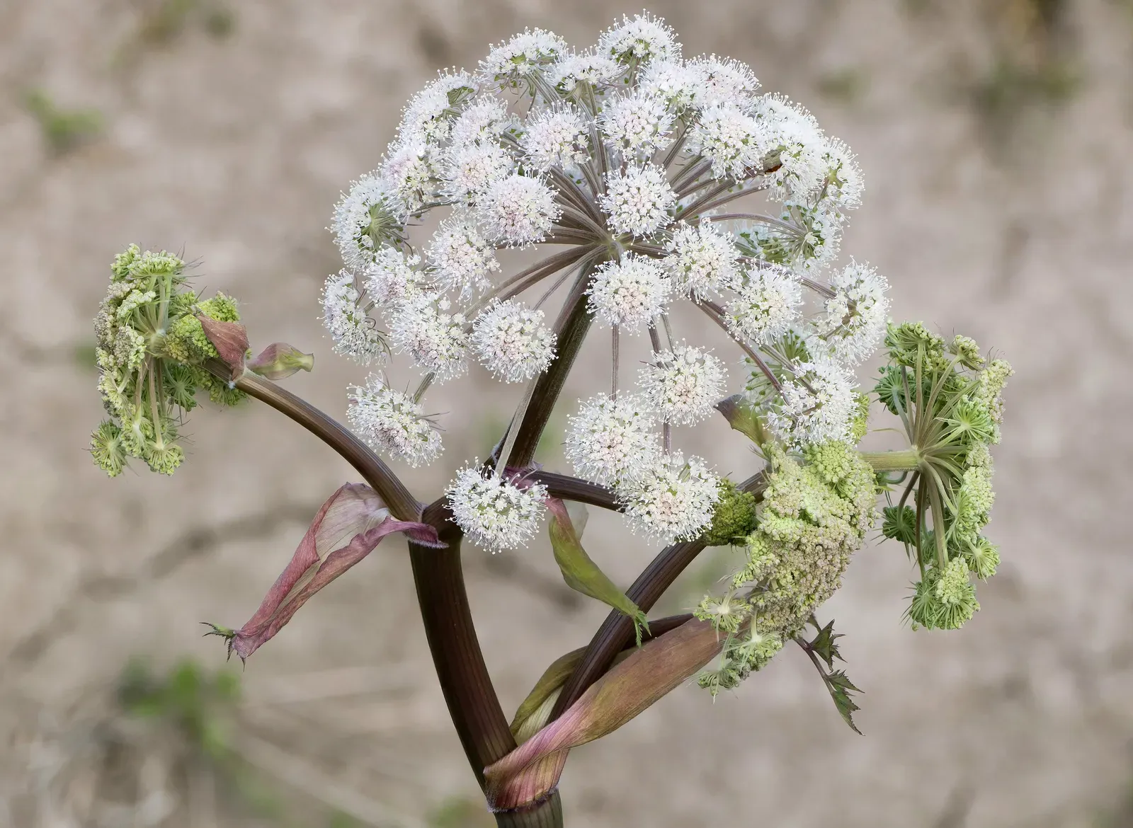 Where Plant Intelligence Research Might Take Us Next (Image Credits: Wikimedia)