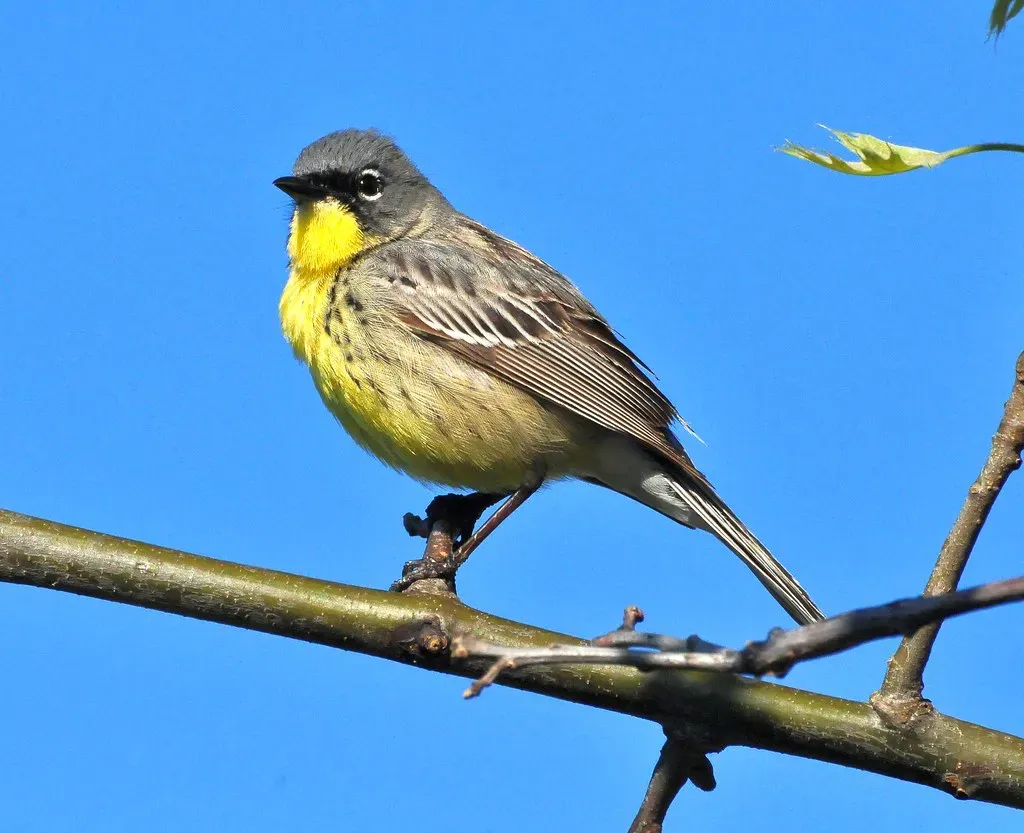 7. Kirtland’s Warbler – Specialist of Young Jack Pine Forests (Image Credits: Flickr)