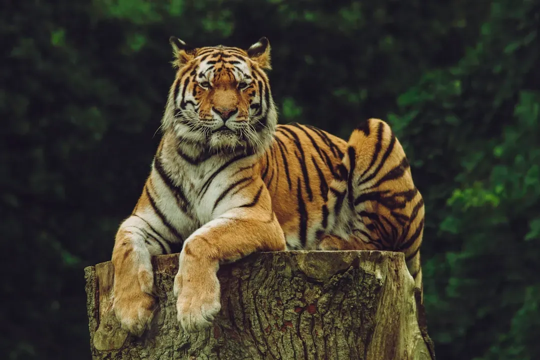 12. Choosing not to attack: the silent decision you never see (Image Credits: Unsplash)