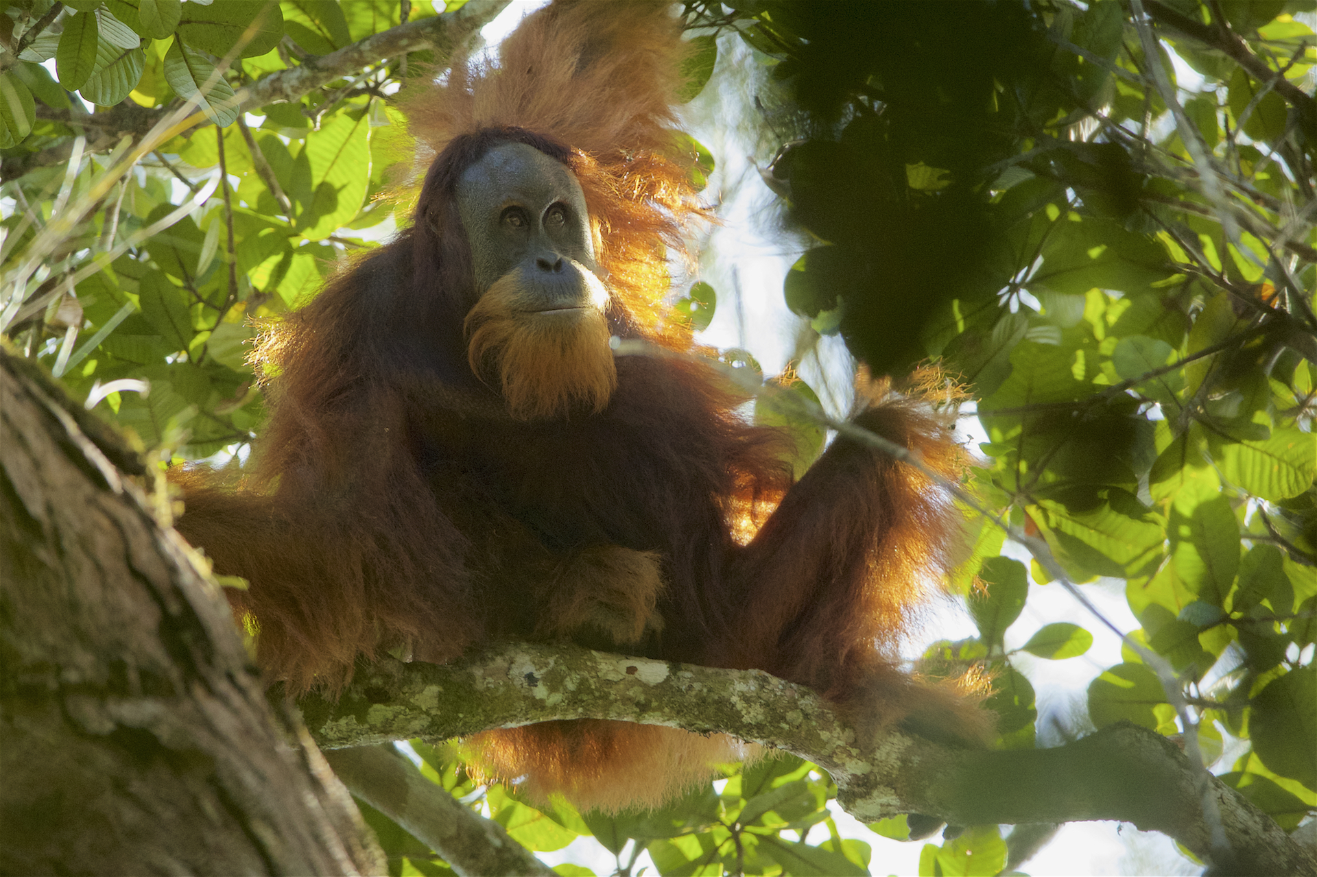 Tapanuli Orangutan: The World's Most Endangered Great Ape (Image Credits: Wikimedia)