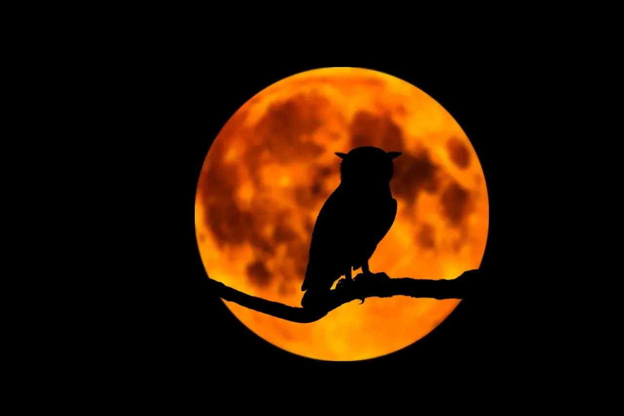What We Project Onto Owls: A Mirror More Than a Myth (Image Credits: Pixabay)