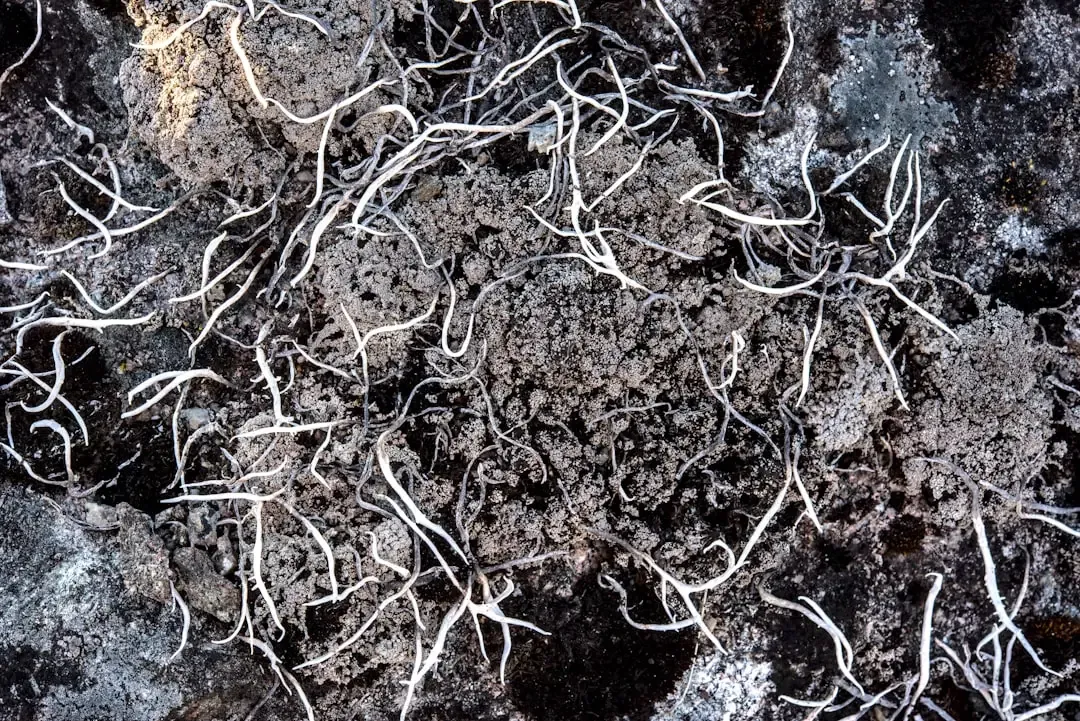 What Plant Communication Means for Agriculture and Our Future (Image Credits: Unsplash)