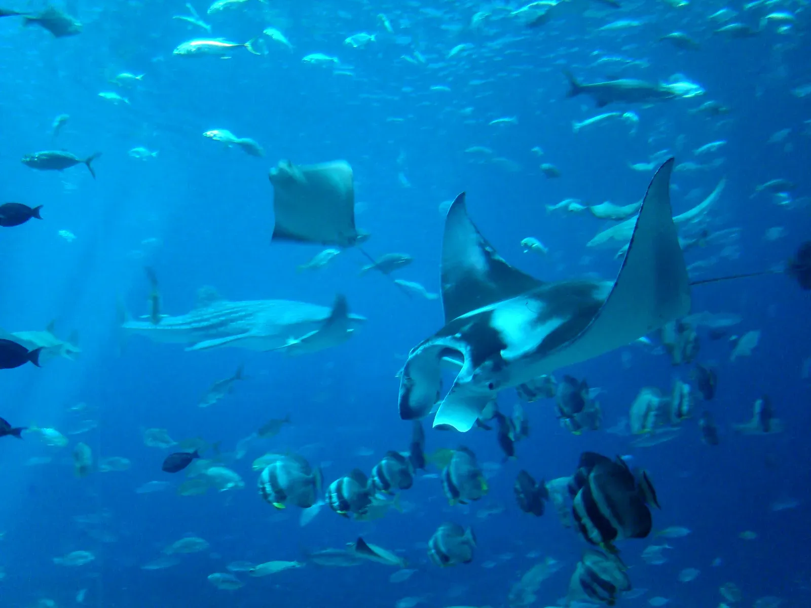 Conclusion: The Underwater Flip That Is Anything but Fancy Flair (Flickr: manta ray eye, CC BY 2.0)