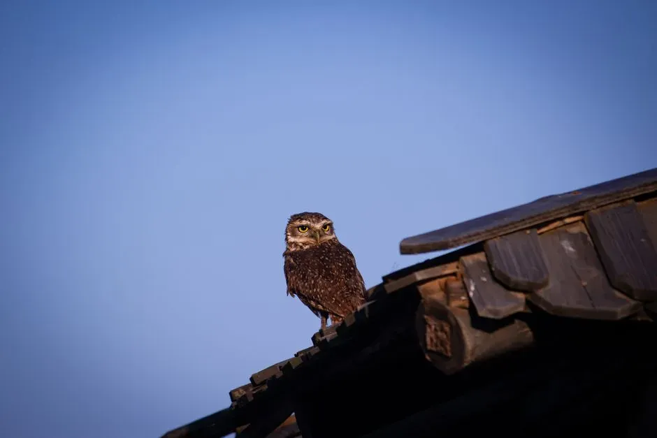 The Most Boring (And Fascinating) Truth: Why Owls Pick Your Roof (Image Credits: Pexels)