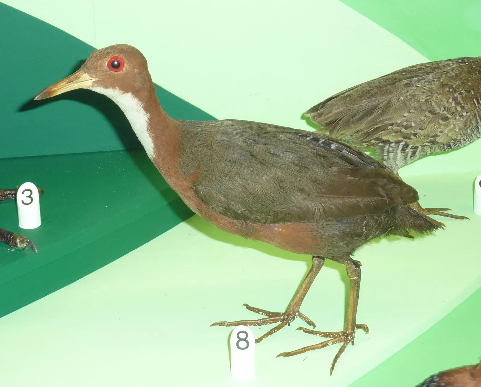 #2 - Aldabra Rail: An Extinction Declared, Then Evolution Hit Reset (By Totodu74, CC BY-SA 3.0)