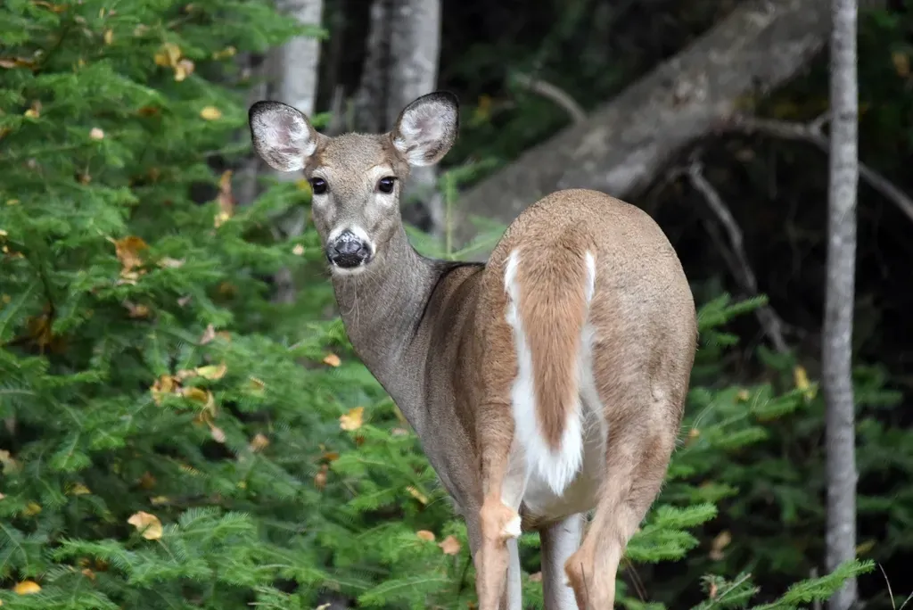 Libra – The White-Tailed Deer (Image Credits: Rawpixel)
