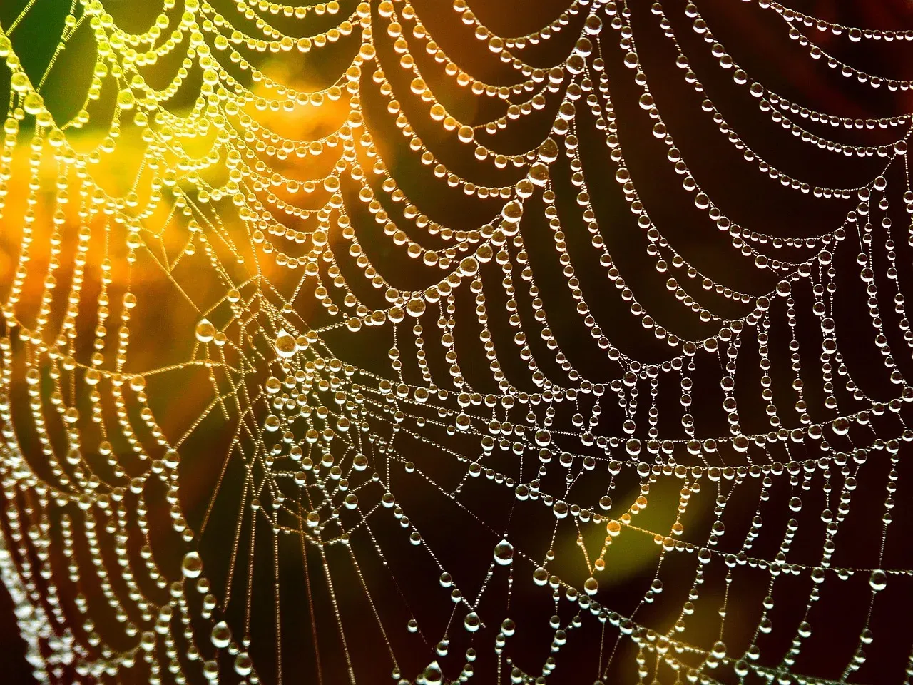 Spider Silk Enhanced With Graphene (Image Credits: Pixabay)