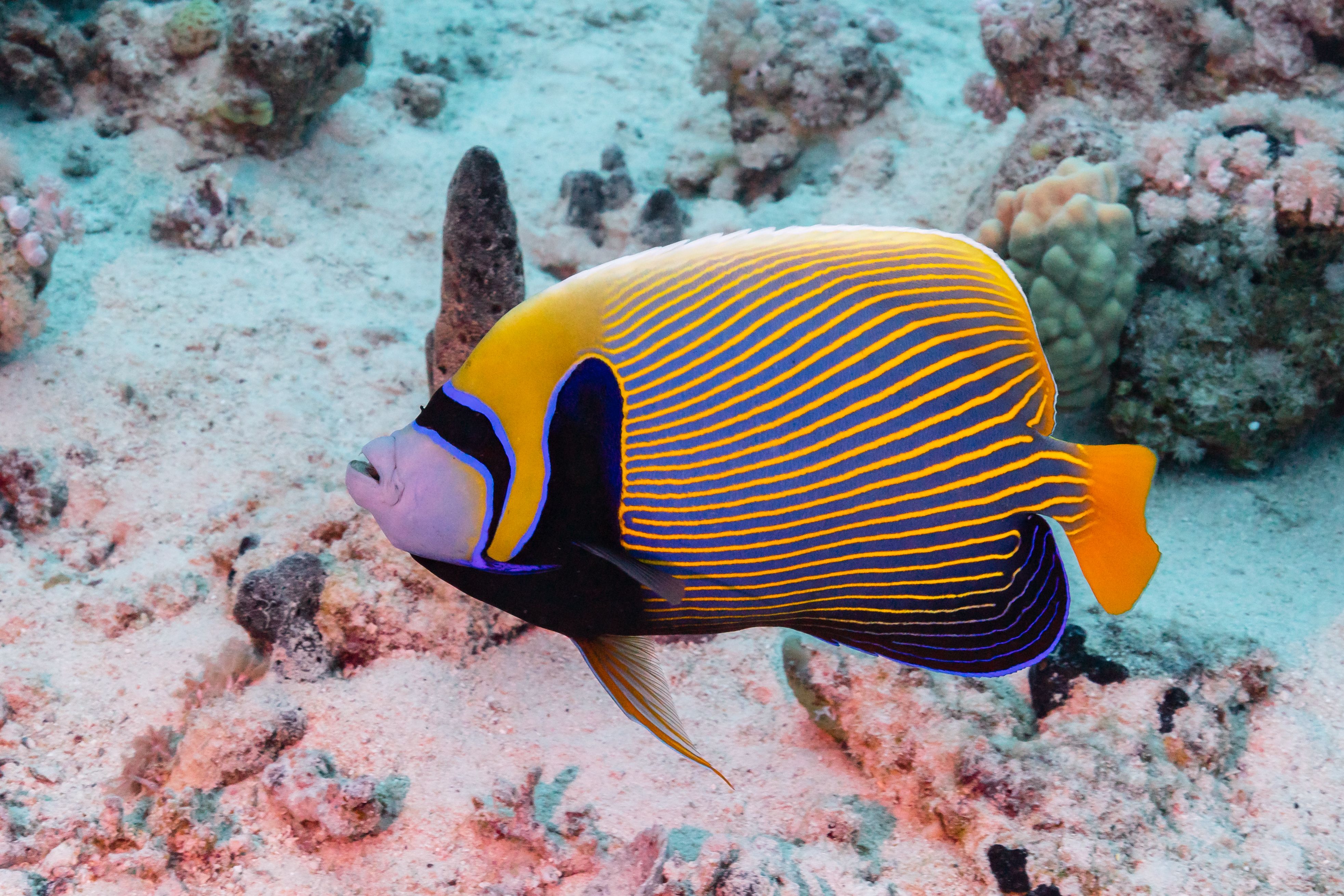 Emperor Angelfish - Royalty of the Coral Kingdom (Image Credits: Wikimedia)
