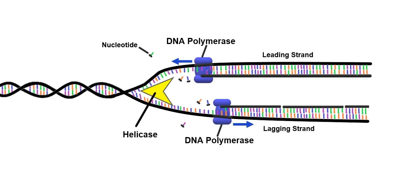#5 - Pieces of Your DNA Are Still Physically Moving Around (By Christinelmiller, CC BY-SA 4.0)