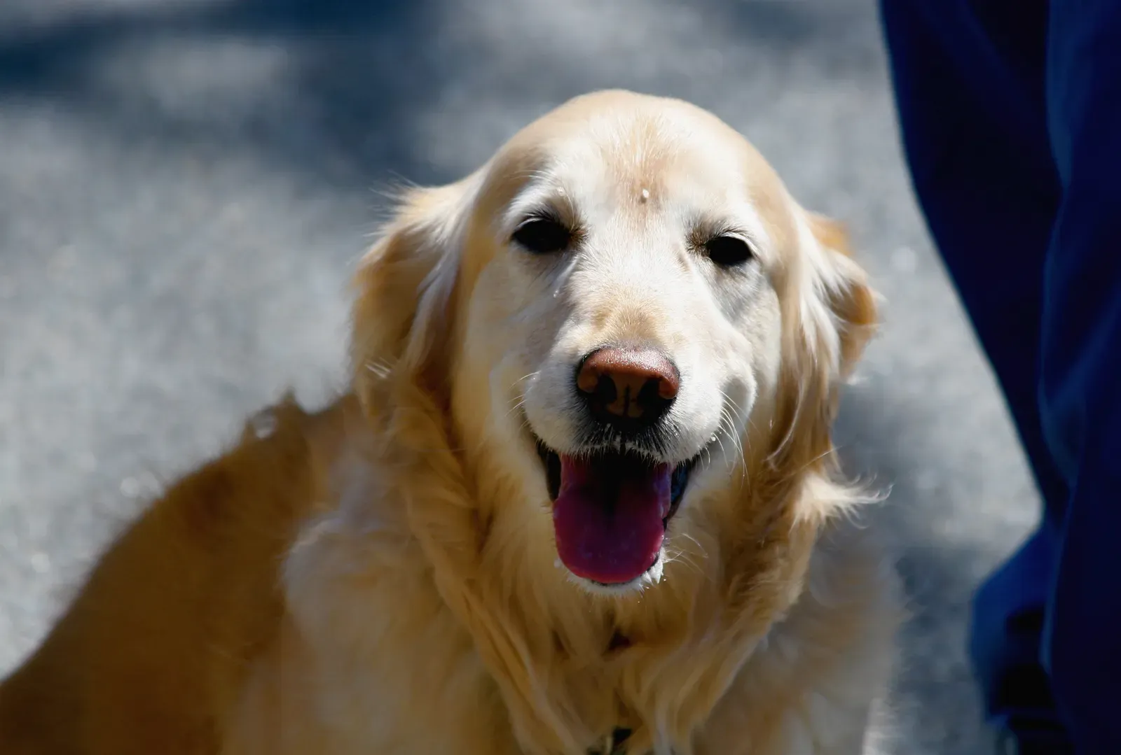 Your Pets Are Not Just “Acting Cute” (happy golden, CC BY 2.0)