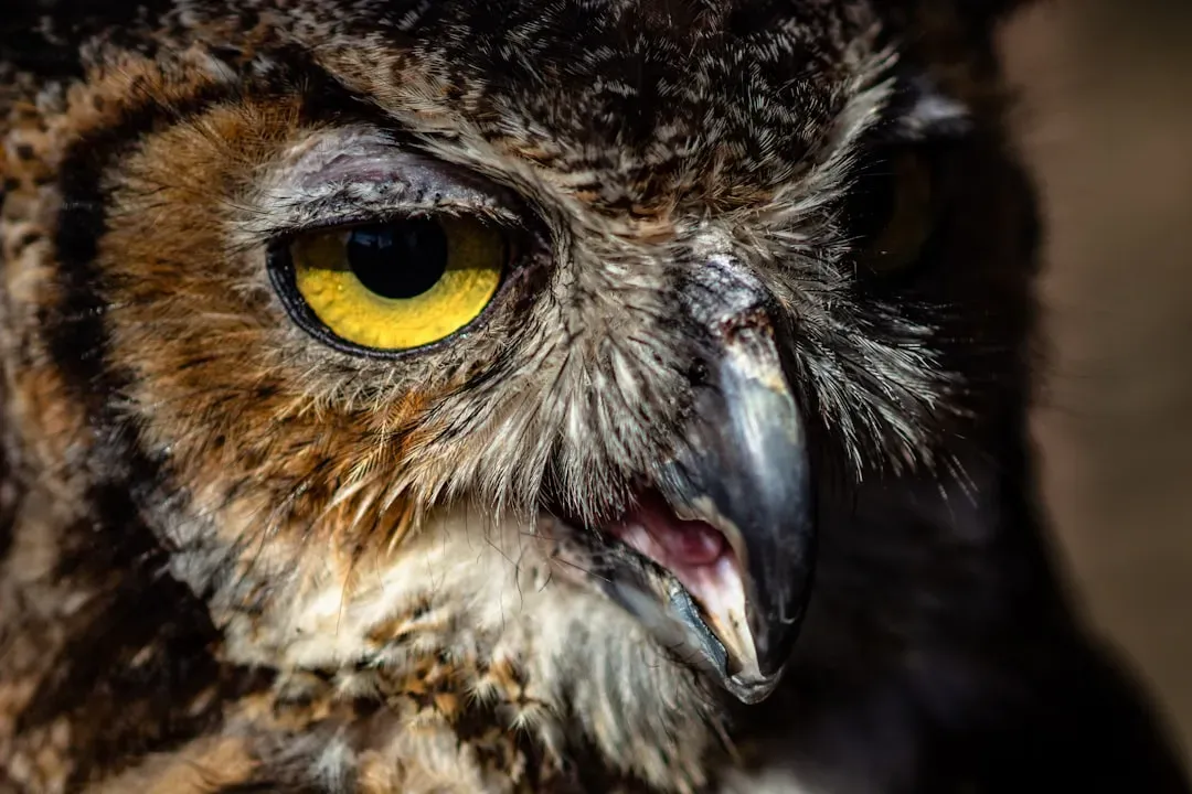 The First Thing You Should Know: Owls Are Talking, Not Haunting (Image Credits: Unsplash)