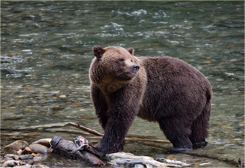 The Mighty Bear - Earth's Grounded Guardian (Image Credits: Flickr)