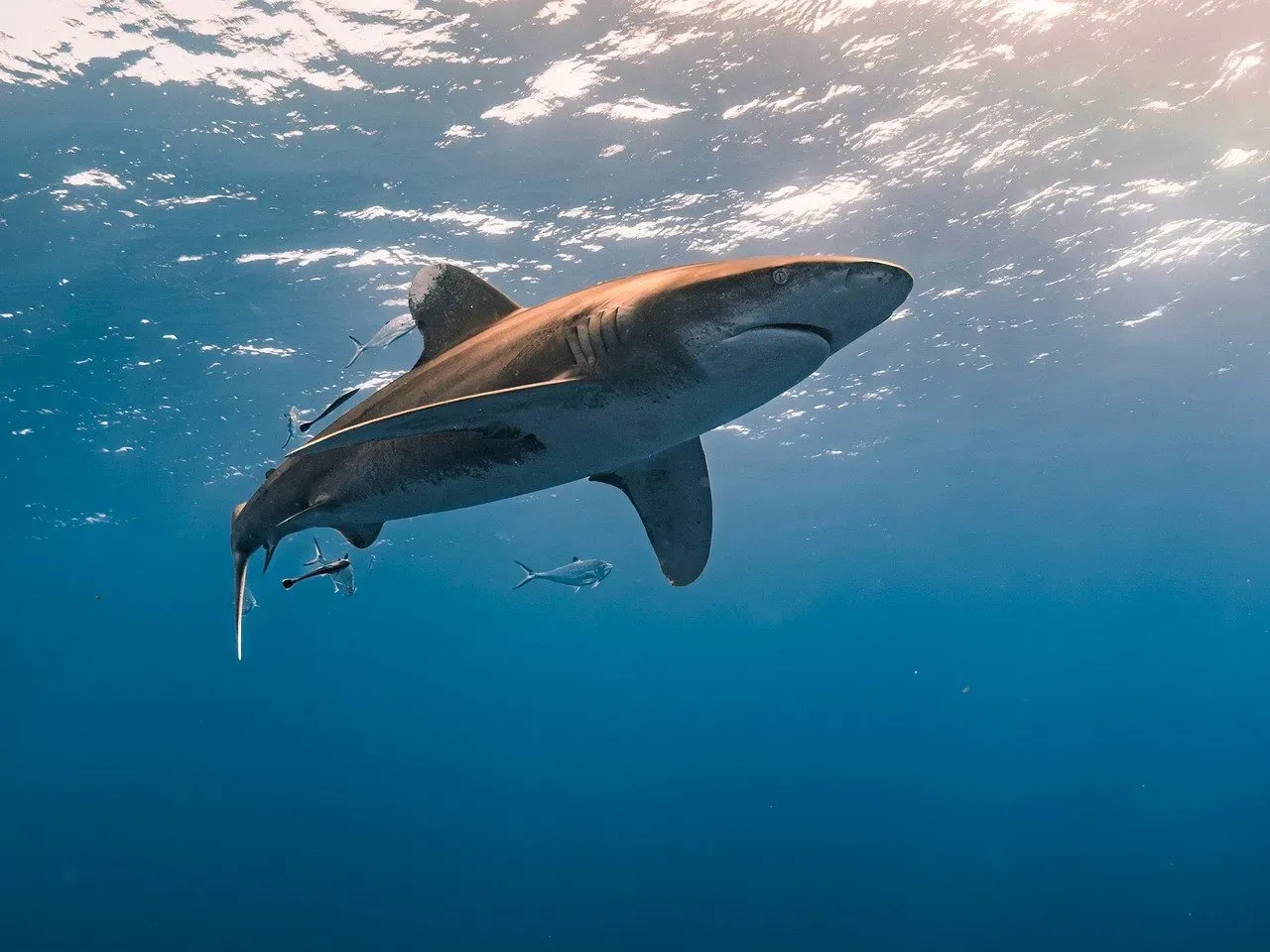 Sharks and the Electric Sixth Sense (Image Credits: Pixabay)