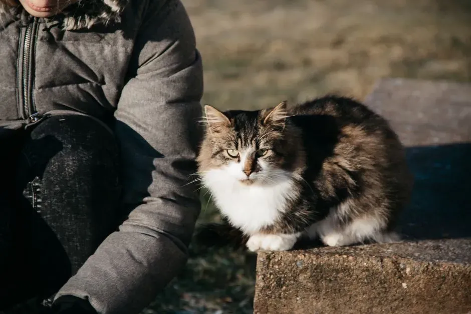 Why Some Cats Love Closeness Without Cuddles (Image Credits: Pexels)