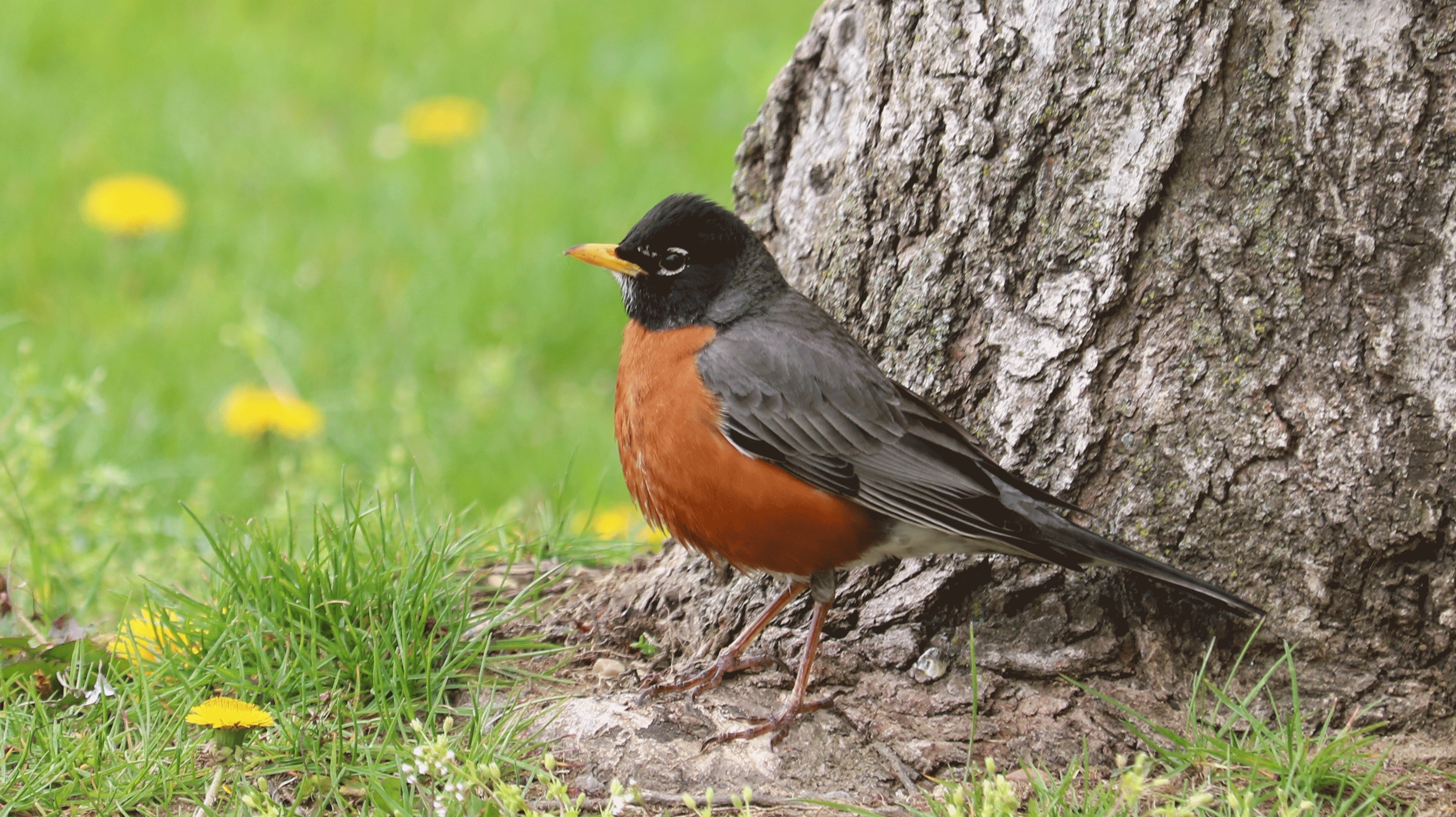 American Robin - The Early Spring Herald (Image Credits: Wikimedia)