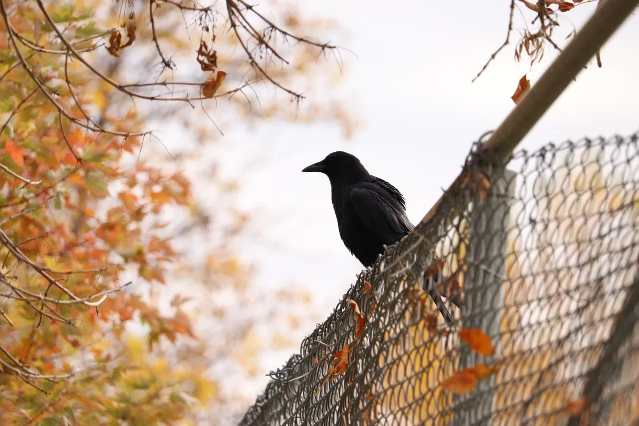 How Your Own Behavior Shapes the Neighborhood Crows (Image Credits: Pixabay)