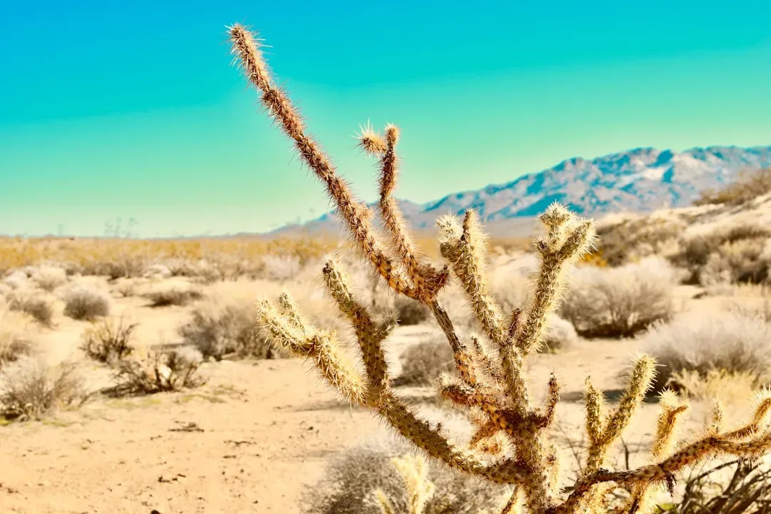Desert Crusts, Microclimates, and the Art of Living with Almost Nothing (Image Credits: Unsplash)