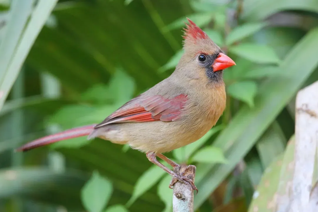2. Female Cardinals Are Much More Colorful Than You Think (Image Credits: Unsplash)