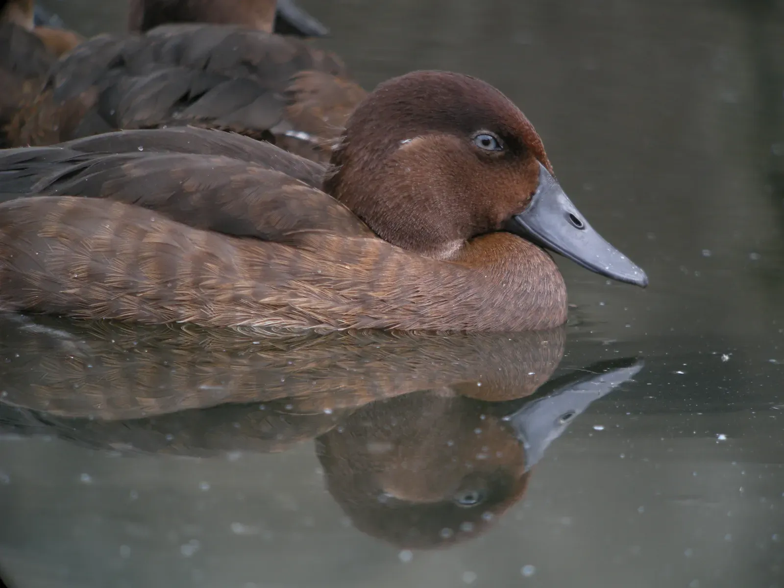 The Bottom Line (Flickr: Madagascar Pochard, Captive Breeding Program, Madagascar, CC BY 2.0)