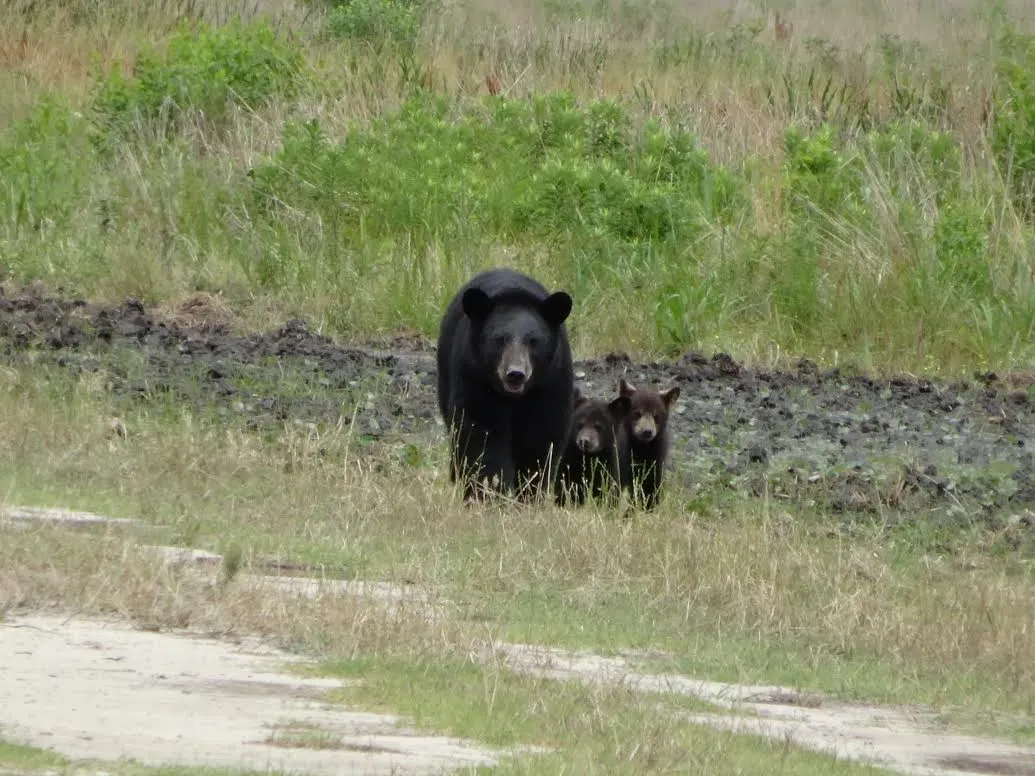 Climate Change and Unpredictable Natural Food Supplies (Black bear with cubs, Public domain)