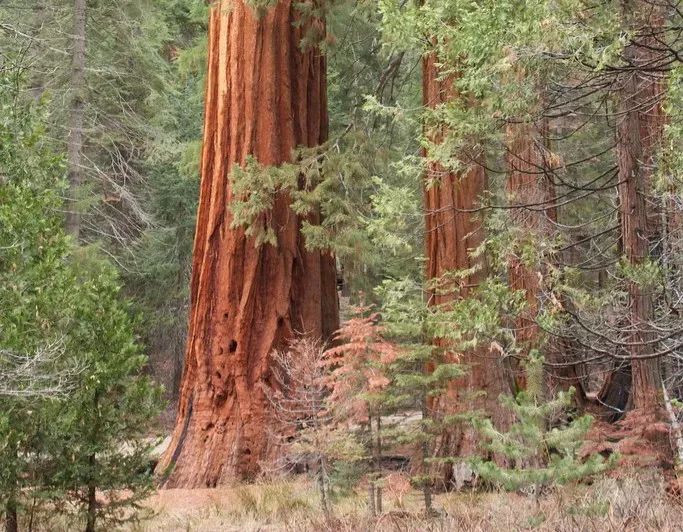 Wood Built to Last: Resistance to Rot, Disease, and Breakage (Image Credits: Flickr)