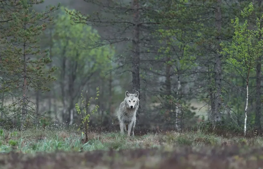 When a Wolf Becomes a Lone Wolf: Rejection, Dispersal, and Loss (Image Credits: Unsplash)