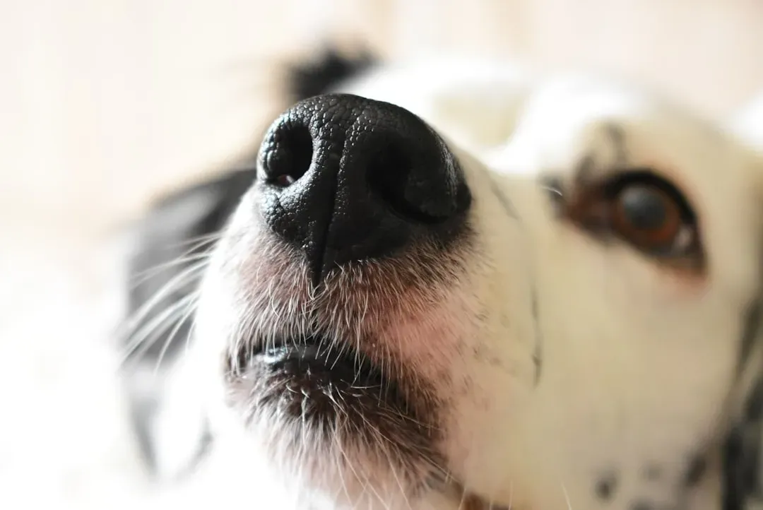 Your Dog’s Nose Is a High‑Speed Data Scanner (Image Credits: Unsplash)