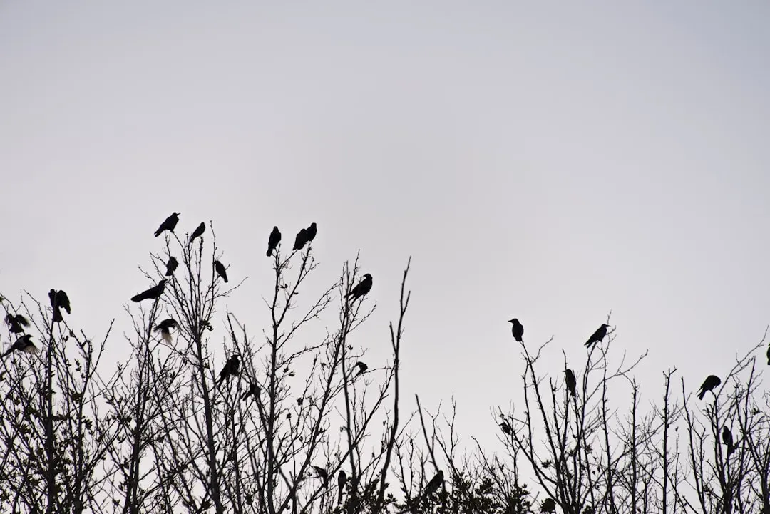 Why Humans Love The Idea Of Animal Funerals (Image Credits: Unsplash)