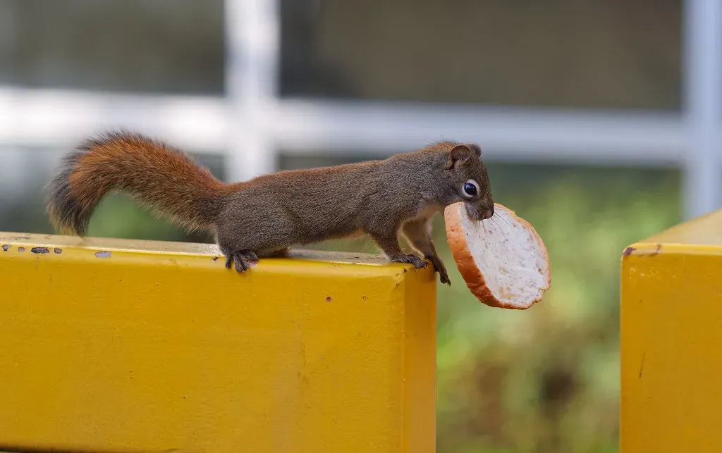 2. Turning Trash into a Buffet (and Learning Our Routines) (Kurayba, Flickr, CC BY-SA 2.0)