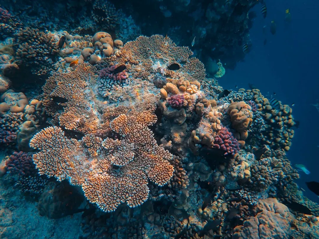 Coral Reefs: Chemical Libraries Under Siege (Image Credits: Unsplash)