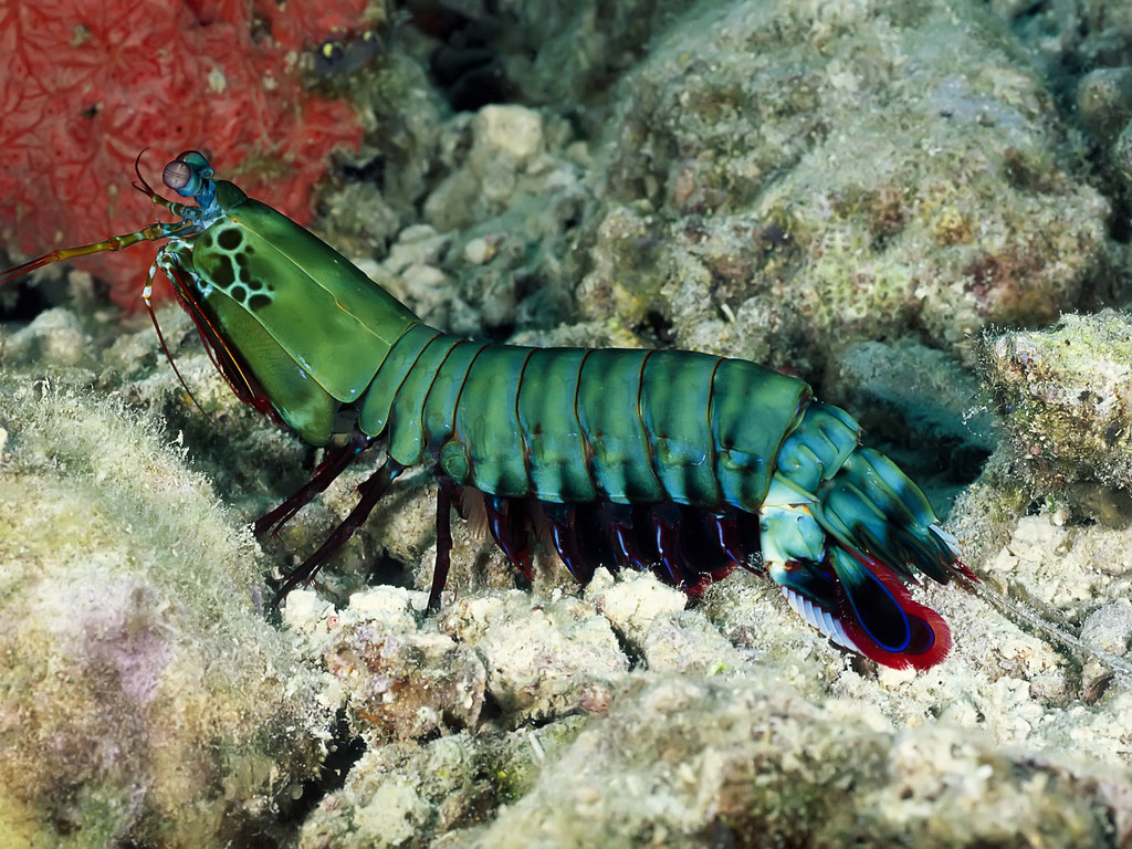 Virgo: The Mantis Shrimp (Image Credits: Flickr)