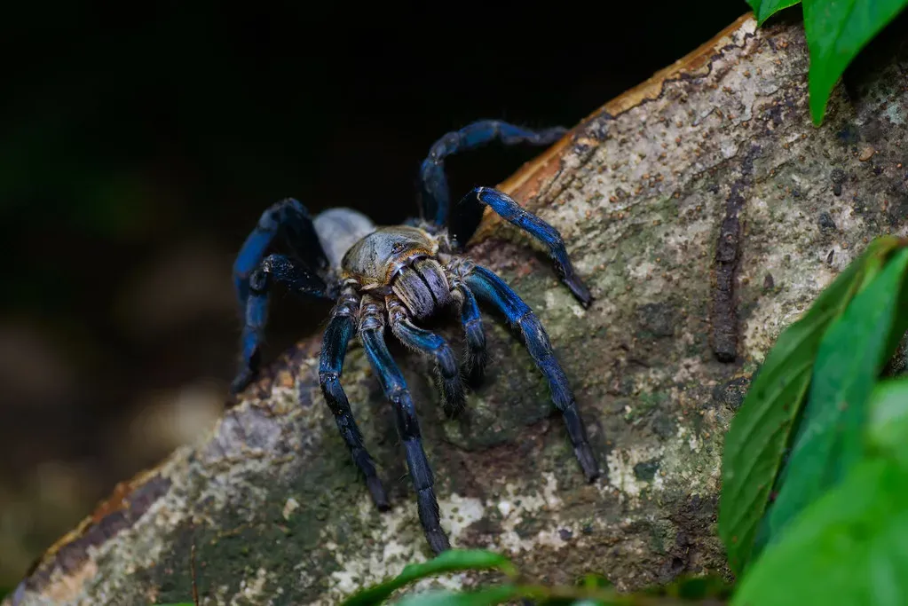 #8 - The Gooty Sapphire Tarantula's Blue Has Nothing to Do With Pigment (Rushen!, Flickr, CC BY-SA 2.0)