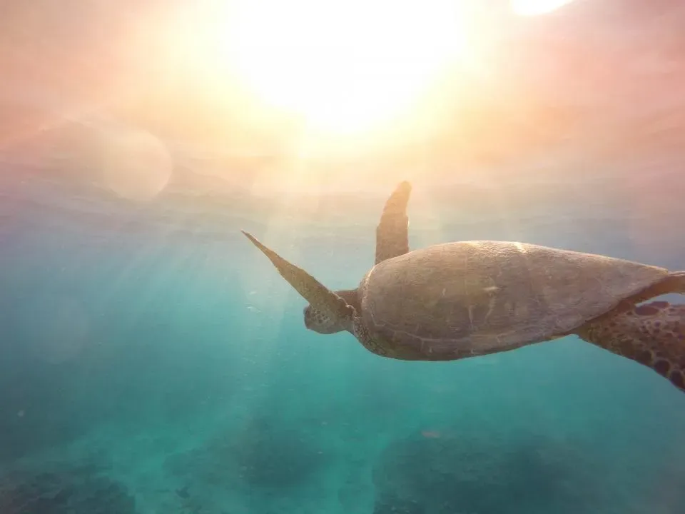 Internal Compass: How Turtles May Feel Magnetism (Image Credits: Stocksnap)