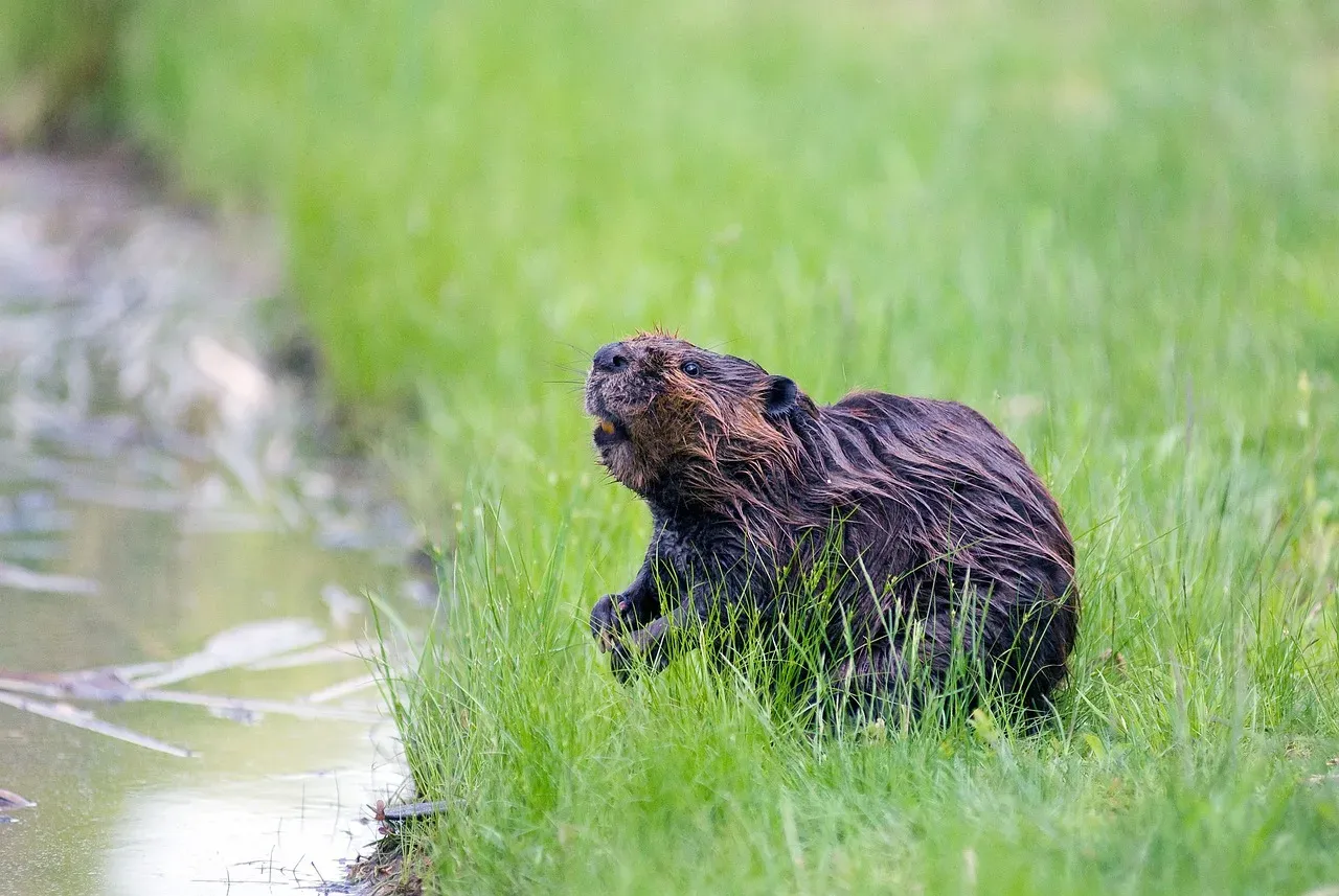 Climate Change, Beavers, and Shifting Ecological Calendars (Image Credits: Pixabay)