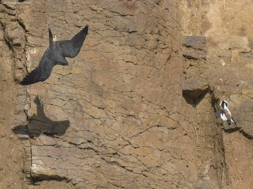 Peregrine Falcon: Lightning Hunter That Still Steals on the Side (Image Credits: Flickr)