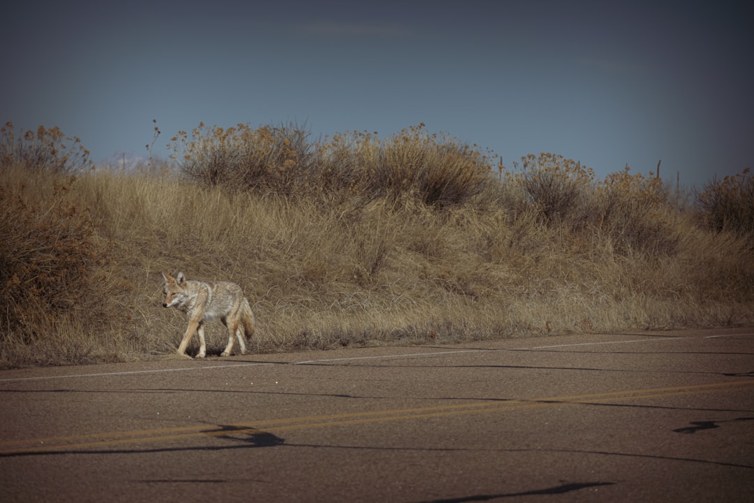 Home Ranges, Transients, and the Two‑Lane Coyote Society (Image Credits: Unsplash)