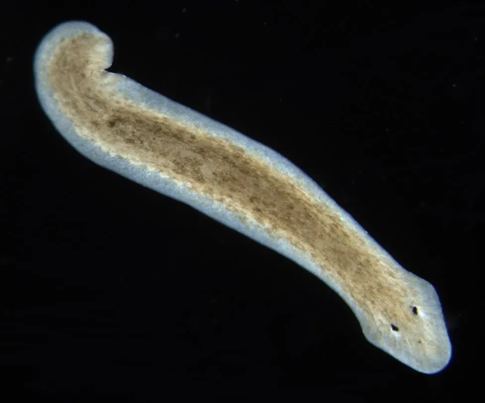 Planarian Flatworms: Regrowing Brains in a Week (Image Credits: Wikimedia)