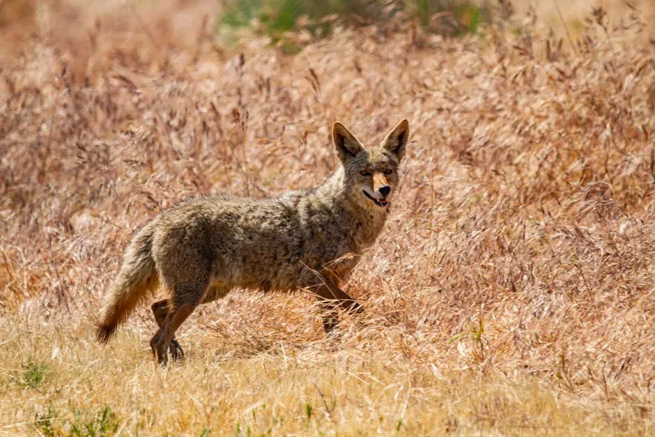 #11 Aquarius – Coyote: The Clever Urban Adaptor (Image Credits: Pexels)