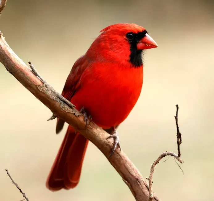 3. You Hear Cardinals Long Before You See Them (Image Credits: Pexels)
