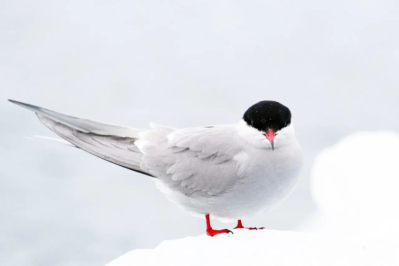 Sagittarius – You Are the Arctic Tern, Restless Explorer of the Skies (Image Credits: Pixabay)