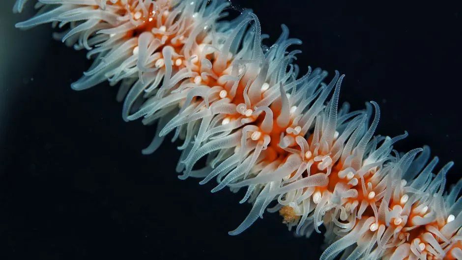 #1 - The Deep-Sea "Alien Worm" That Became a Ghost of Its Own Hype (Image Credits: Pexels)