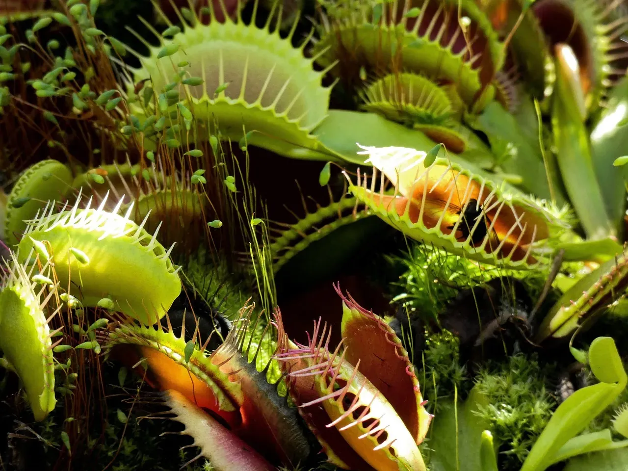 The Venus Flytrap Snaps in Under a Second (Image Credits: Pixabay)