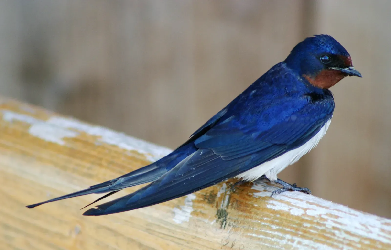 3. Gemini – Swallows and Sparrows: Crossroads of Communication (By Malene Thyssen, CC BY 2.5)