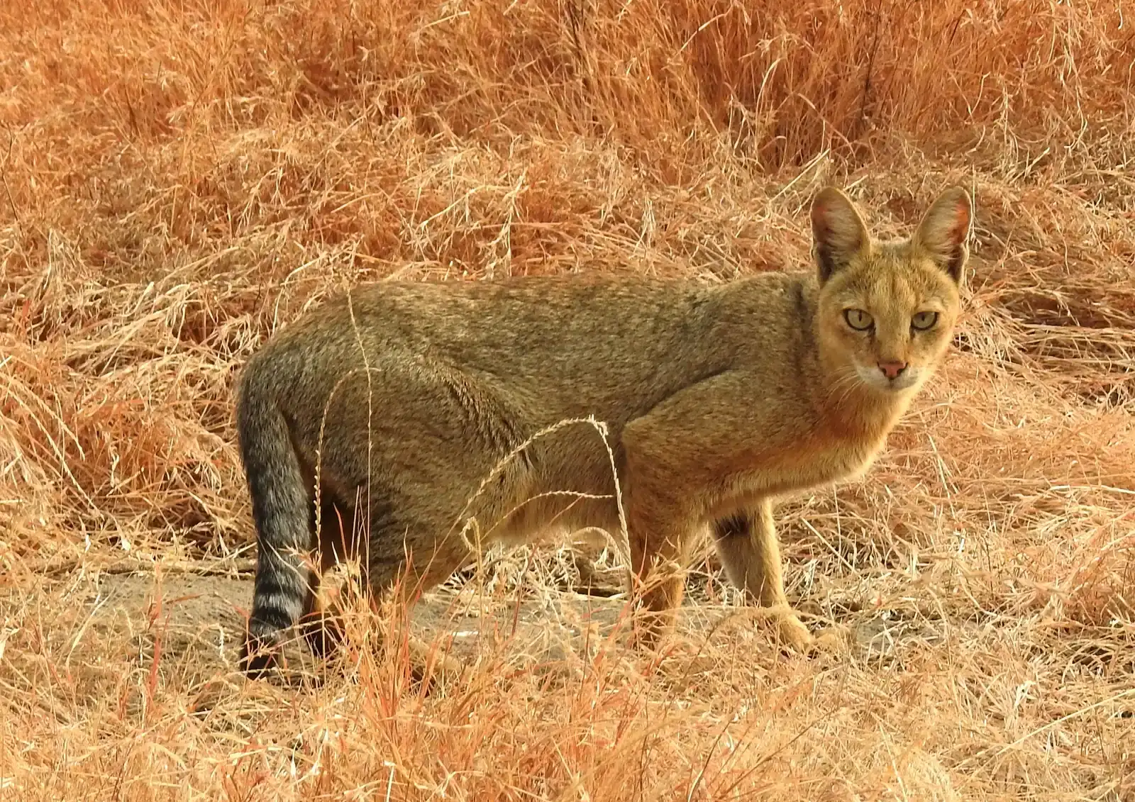 #5 The One‑Off Jungle Cat That Didn’t Stick (By Dr. Raju Kasambe, CC BY-SA 4.0)