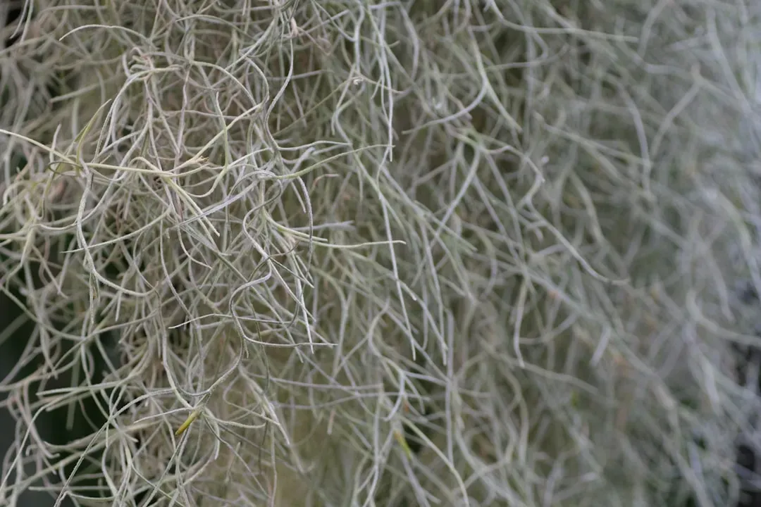 9. The Wood Wide Web: Nature's Underground Internet (Image Credits: Unsplash)